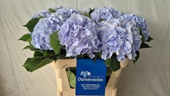 Hydrangea Verena Blue 80cm 20-22cm Hd