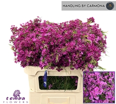 Chamelaucium Free Spirit 70cm 70gr.