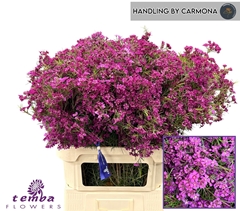 Chamelaucium Free Spirit 80cm 90gr.