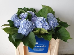 Hydrangea Verena Blue 50cm 12-14cm Hd