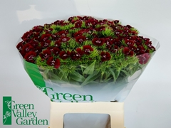 Dianthus Barb Sweet Will Black Cherry 52cm