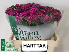 Dianthus Barb Sweet Will Magenta Bicolour 56cm