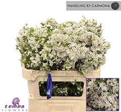 Chamelaucium Pelaco 70cm 60gr.