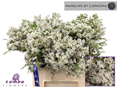Chamelaucium Pelaco 60cm 40gr.