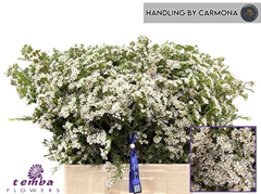 Chamelaucium Pelaco 60cm 50gr.