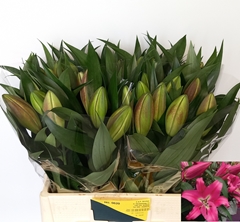 Lily Oriental Corvette 60cm 1+