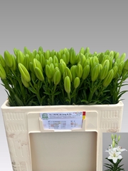 Lily La Scansano 55cm 2+