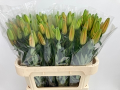 Lily Asiatic Tresor 70cm 2+