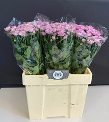 Chrysanth Spray Ballerina's Pink 60cm 50gr.