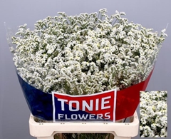 Limonium Sinense Clear Diamond 60cm 20gr.