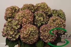 Hydrangea Rodeo Red Classic 60cm 8-10cm Hd