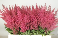 Astilbe Else Schluck 55cm