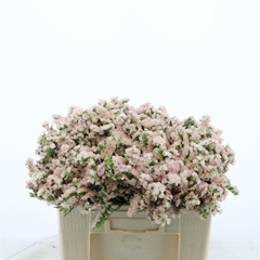 Limonium Sinuatum Apricot Sun Birds 50cm 20gr.