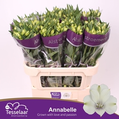 Alstroemeria Annabelle 70cm 55gr.