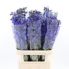 Delphinium Single Deldonna Blue 90cm