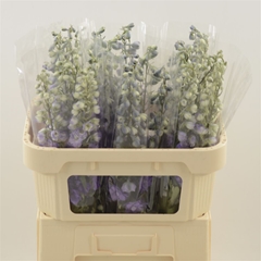 Delphinium Double Dev Purple Heart 70cm