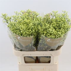 Limonium Sinense China Summer 80cm 45gr.