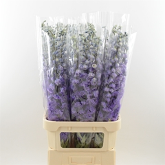 Delphinium Double Dev Purple Heart 100cm