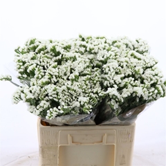 Limonium Sinuatum Silvery Sun Birds 60cm 30gr.