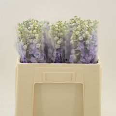 Delphinium Double Dev Purple Heart 50cm
