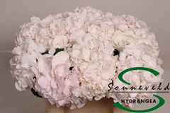 Hydrangea Sweet Verena 40cm 11-13cm Hd