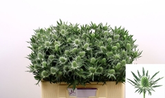 Eryngium Sirius Questar 50cm