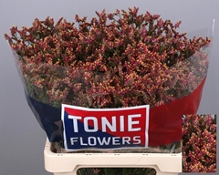 Limonium Sinense Scarlet Diamond 65cm 25gr.