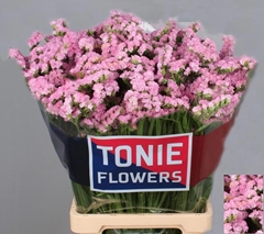 Limonium Sinuatum Pretty Wings 70cm 45gr.