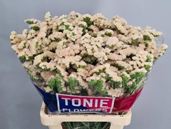 Limonium Sinuatum Apricot Sun Birds 70cm 55gr.