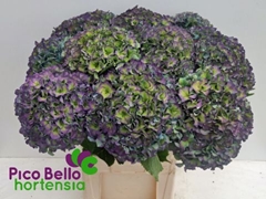 Hydrangea Royal Parade Classic 80cm 20-22cm Hd