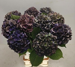 Hydrangea Royal King Classic 65cm 18-20cm Hd