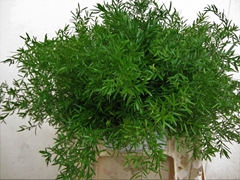 Asparagus Densiflorus Cwebe 40cm