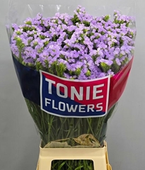 Limonium Sinuatum Tonie Lavender 80cm 45gr.