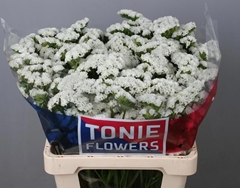 Limonium Sinuatum White Starlight Wings 60cm 20gr.