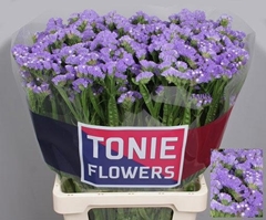 Limonium Sinuatum Sky Wings 60cm 20gr.