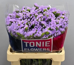 Limonium Sinuatum Tonie Lavender 60cm 45gr.