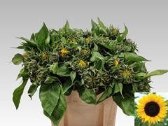 Helianthus Sunrich Orange 65cm 12cm Hd