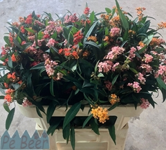 Euphorbia Fulgens Spray Mix 70cm 5cm Hd