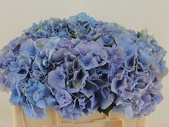 Hydrangea Royal Palace 50cm 12-14cm Hd
