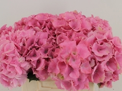 Hydrangea Royal Palace 50cm 12-14cm Hd