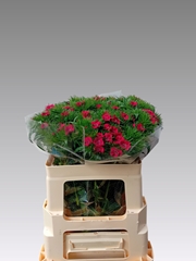 Dianthus Barb Sweet Will Red 50cm
