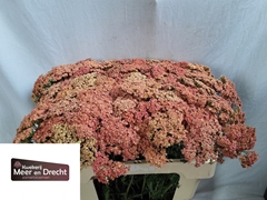 Achillea Millefolium Lachsschönheit 55cm