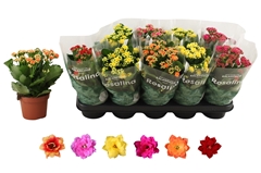 Kalanchoe Double Rosaline Mix 12Ø 27cm
