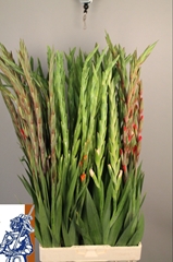 Gladiolus Mixed 100cm 150gr.