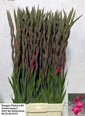 Gladiolus Fairytale Pink 100cm 85gr.