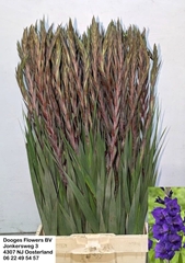 Gladiolus Purple Flora 100cm 100gr.