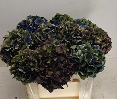 Hydrangea Royal King Classic 50cm 14-16cm Hd