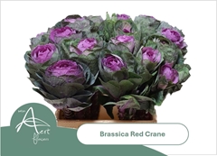 Brassica Red Crane 45cm