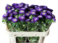 Callistephus Azumi Xl Blue 70cm
