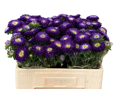 Callistephus Azumi Xl Blue 50cm